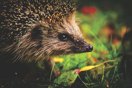Ein Igel läuft über eine Wiese. Foto: Pixabay/ Alexa